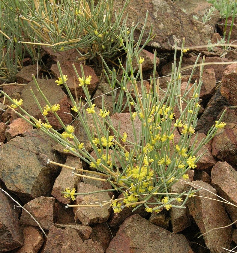 Image of Ephedra intermedia specimen.