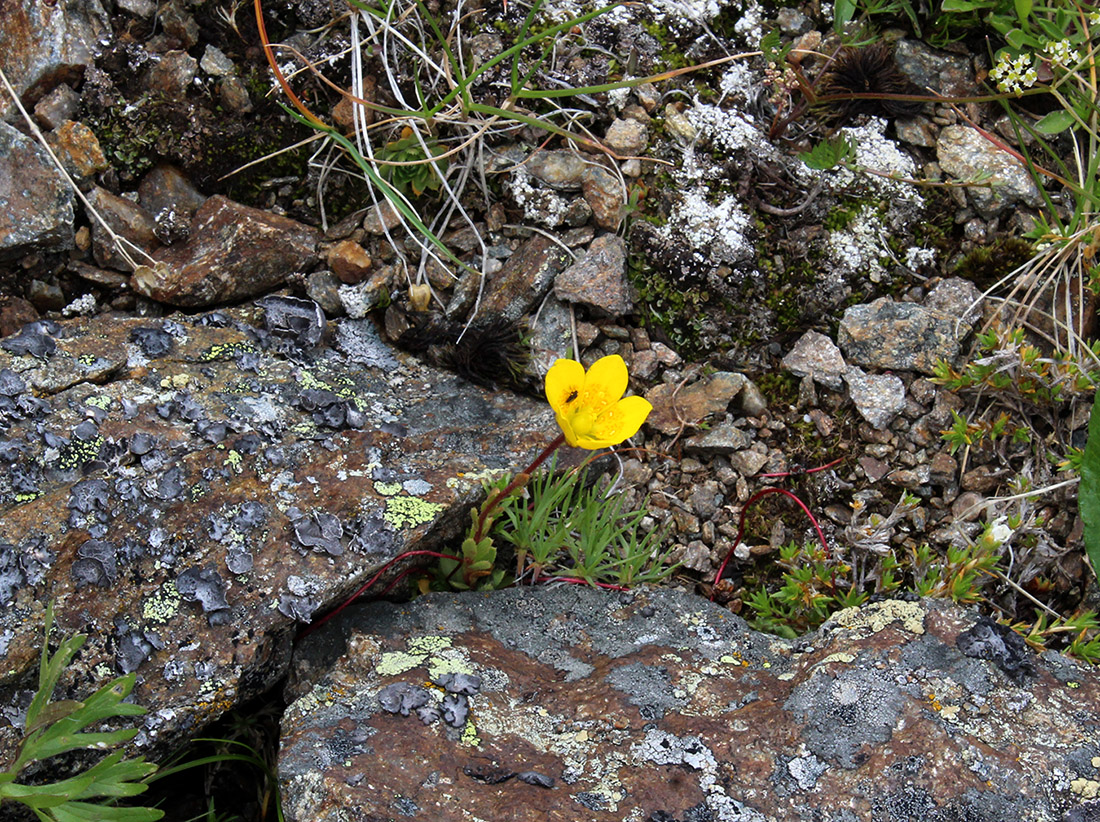 Изображение особи Saxifraga flagellaris.