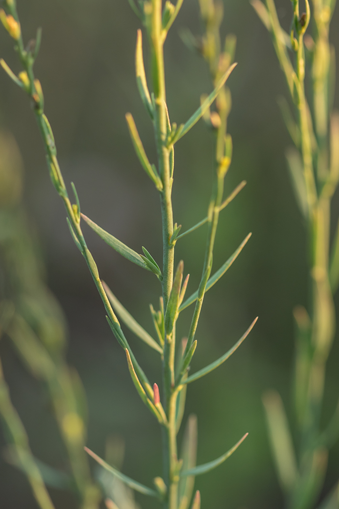 Изображение особи Thymelaea passerina.