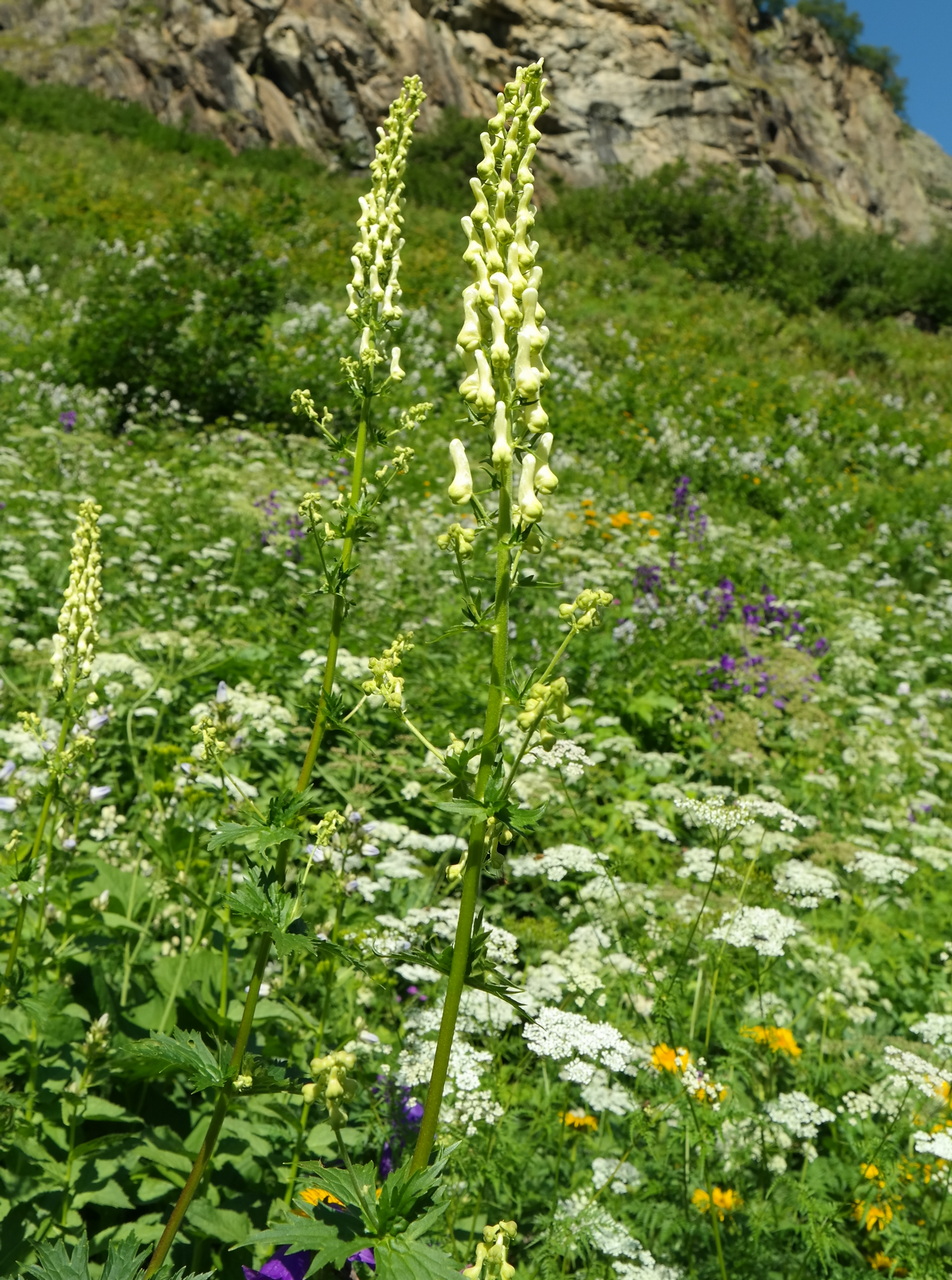 Image of Aconitum orientale specimen.