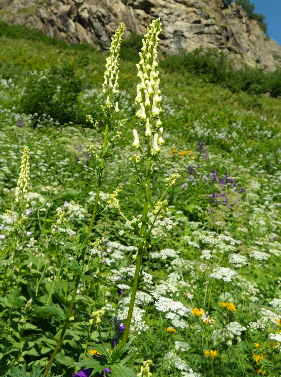 Изображение особи Aconitum orientale.