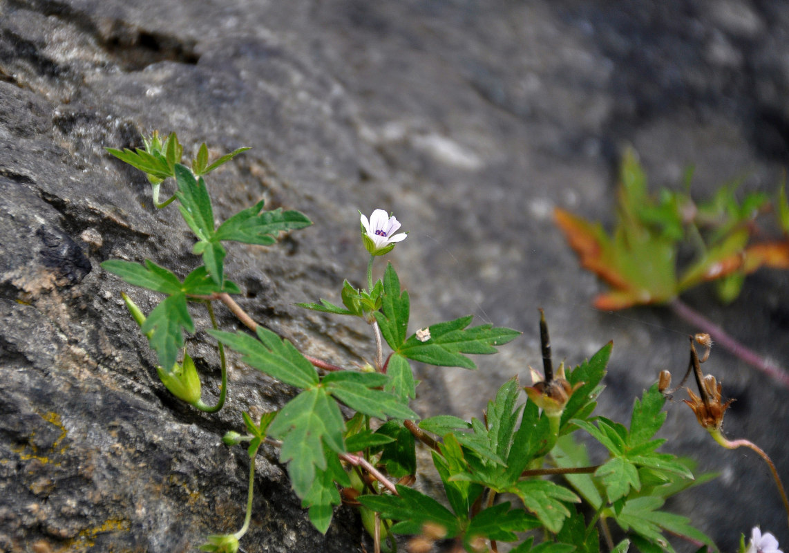 Image of Geranium sibiricum specimen.