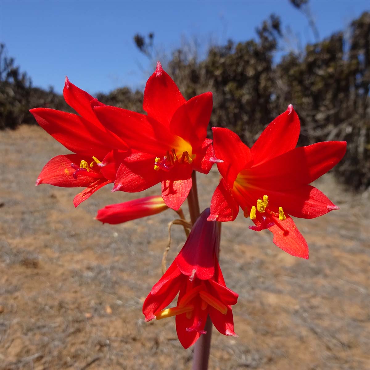 Изображение особи Rhodophiala phycelloides.