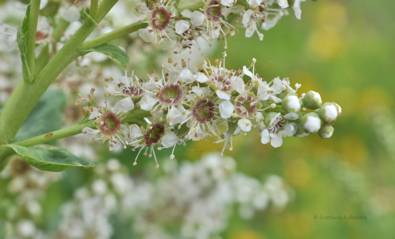 Изображение особи Sibiraea altaiensis.