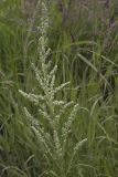 Artemisia leucophylla