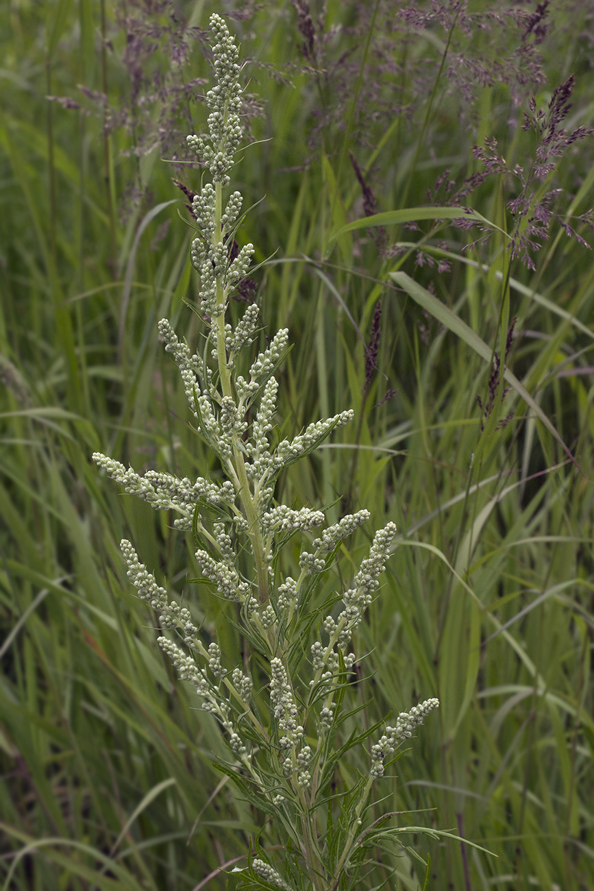 Изображение особи Artemisia leucophylla.