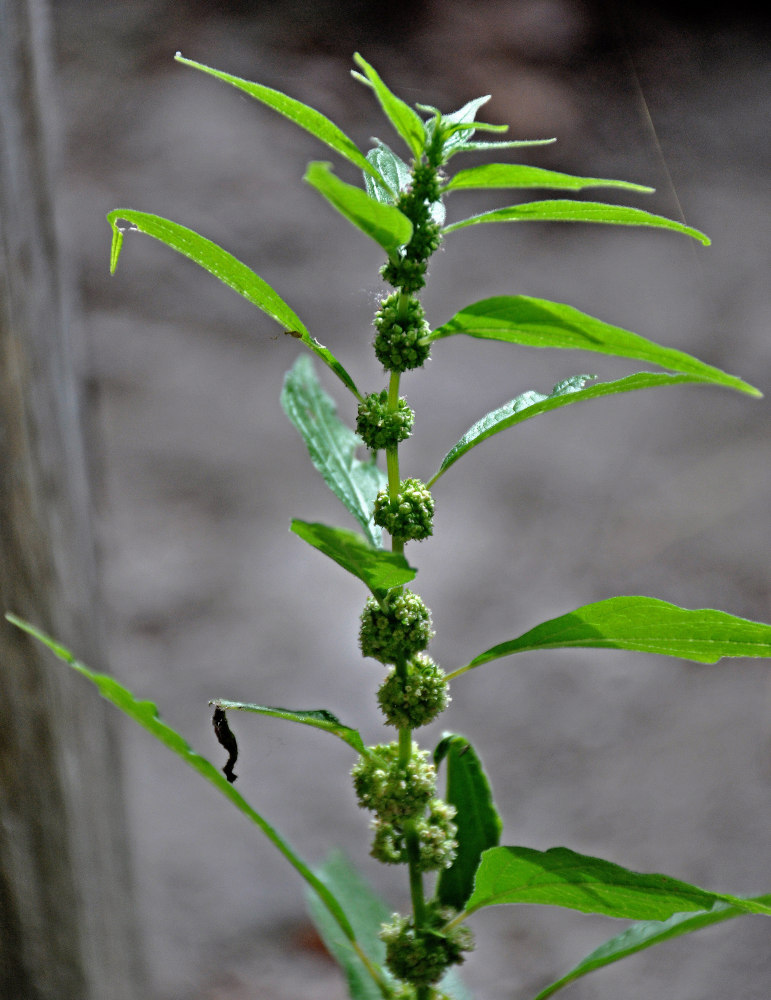 Изображение особи Parietaria officinalis.