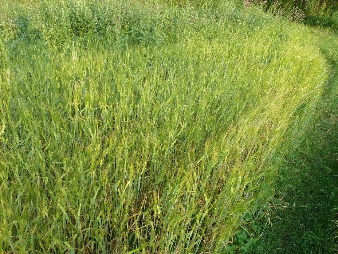 Image of Hordeum distichon specimen.