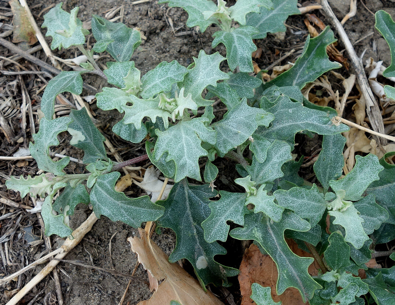 Image of Atriplex tatarica specimen.