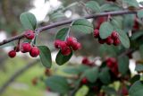 Cotoneaster suavis