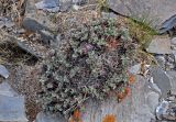 Oxytropis tragacanthoides