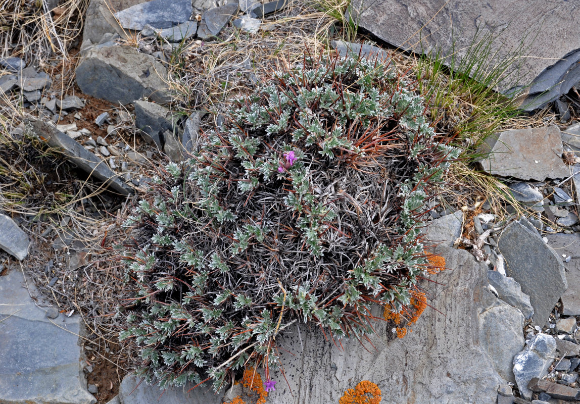 Изображение особи Oxytropis tragacanthoides.