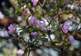 Rhododendron ledebourii. Верхушка ветви с цветками. Алтай, Майминский р-н, гора Малая Синюха, ≈ 1200 м н.у.м., опушка смешанного леса. 09.06.2019.