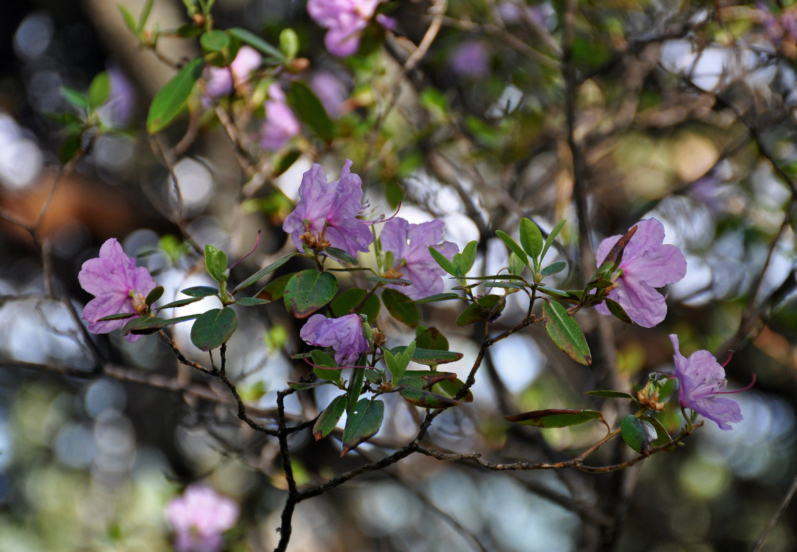 Image of Rhododendron ledebourii specimen.