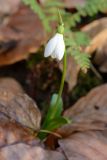 Galanthus woronowii. Побег с цветком. Краснодарский край, окр. села Ордынка, 140 м н.у.м., лес. 06.01.2020.