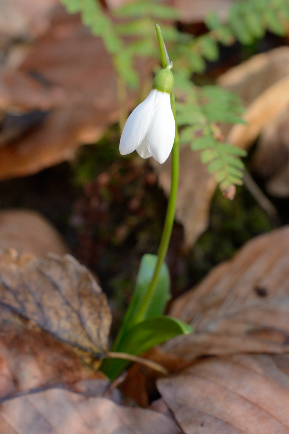 Изображение особи Galanthus woronowii.