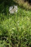 Tragopogon pratensis