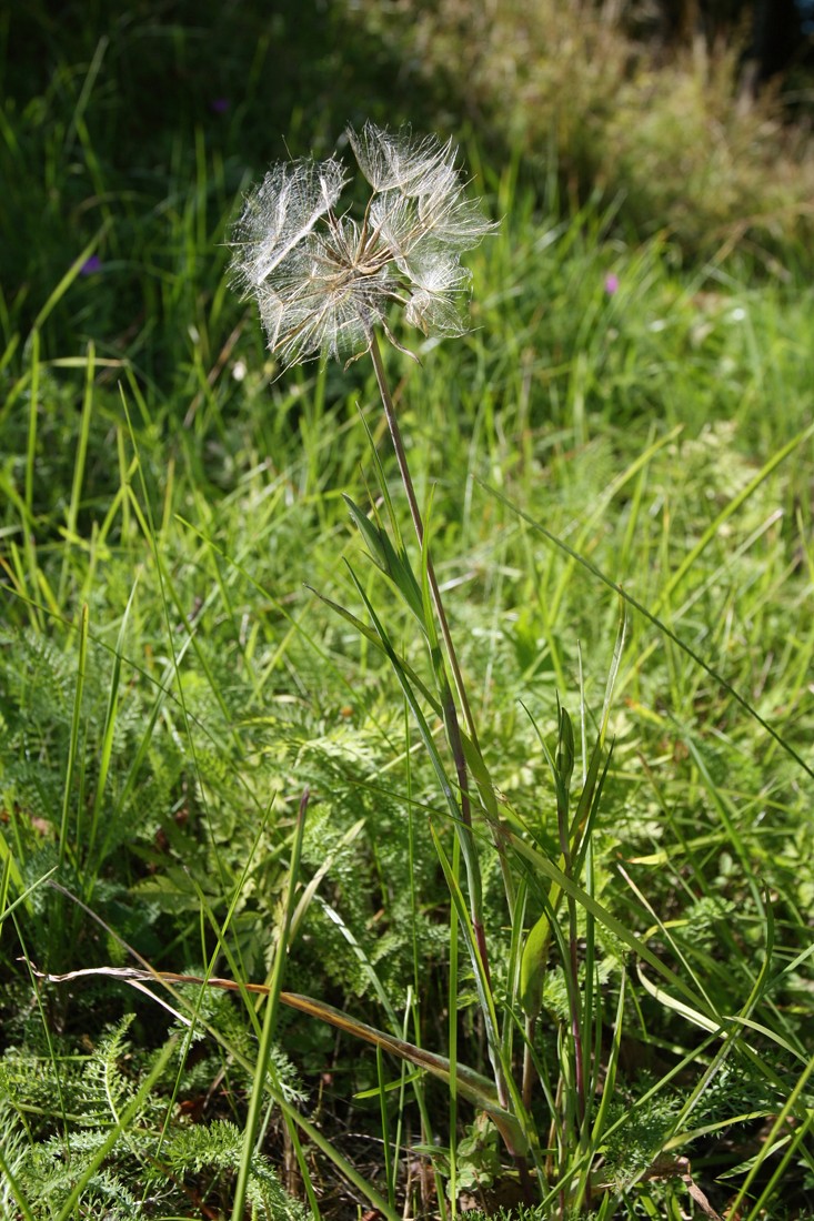 Изображение особи Tragopogon pratensis.