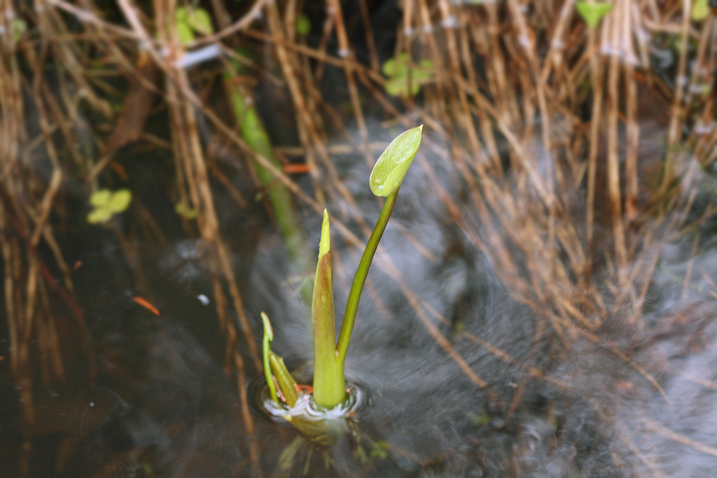 Изображение особи Calla palustris.