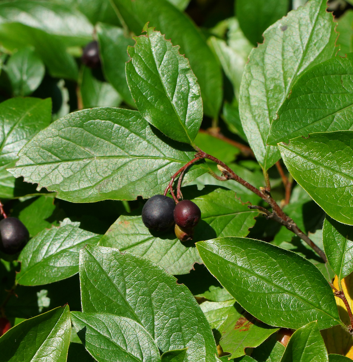 Image of Cotoneaster lucidus specimen.