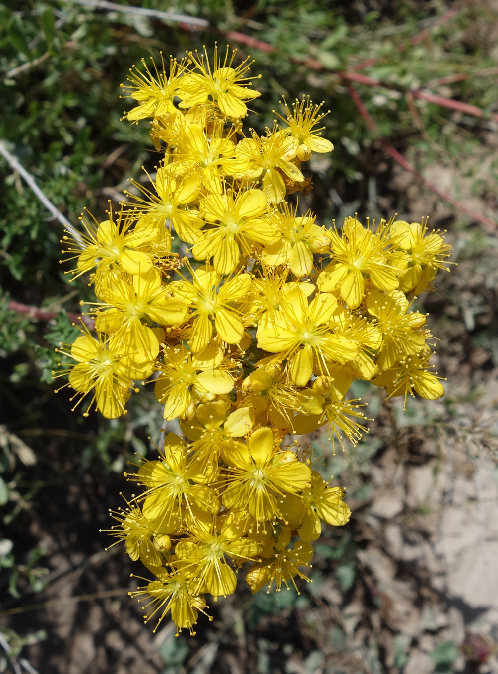 Изображение особи Hypericum scabrum.