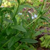 Myosotis palustris