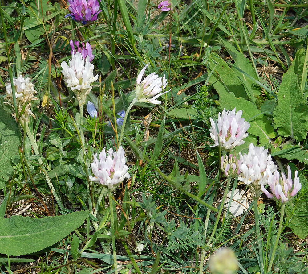 Изображение особи Astragalus onobrychis.