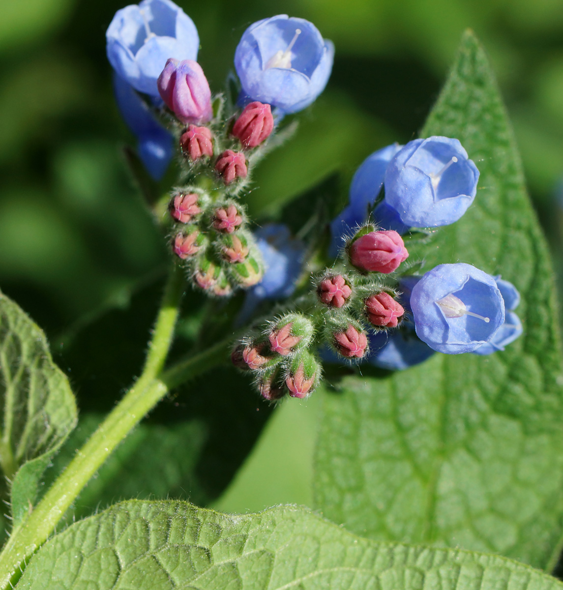 Изображение особи Symphytum caucasicum.