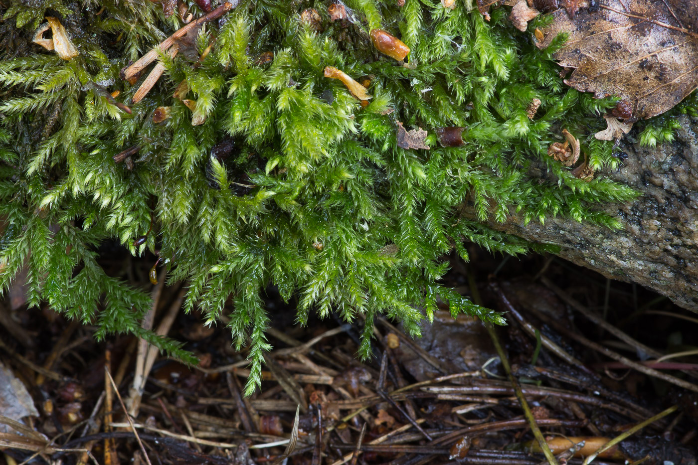 Image of familia Brachytheciaceae specimen.