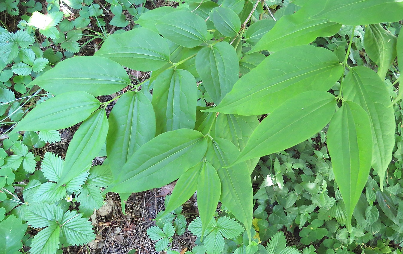 Изображение особи Heptacodium miconioides.