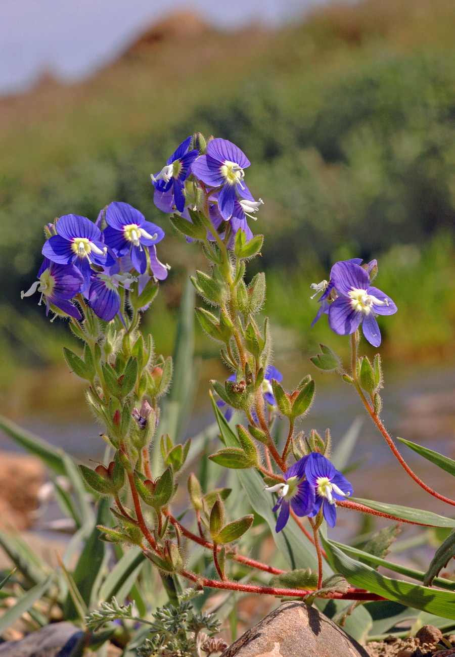 Image of Veronica amoena specimen.