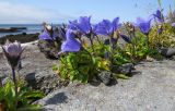 Campanula lasiocarpa. Цветущие растения. Курильские о-ва, о. Шиашкотан, расщелина крупного камня на берегу. 16.08.2019.