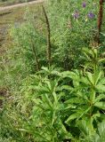 Veronicastrum sibiricum