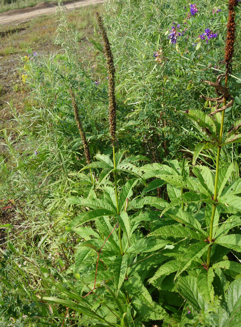 Image of Veronicastrum sibiricum specimen.