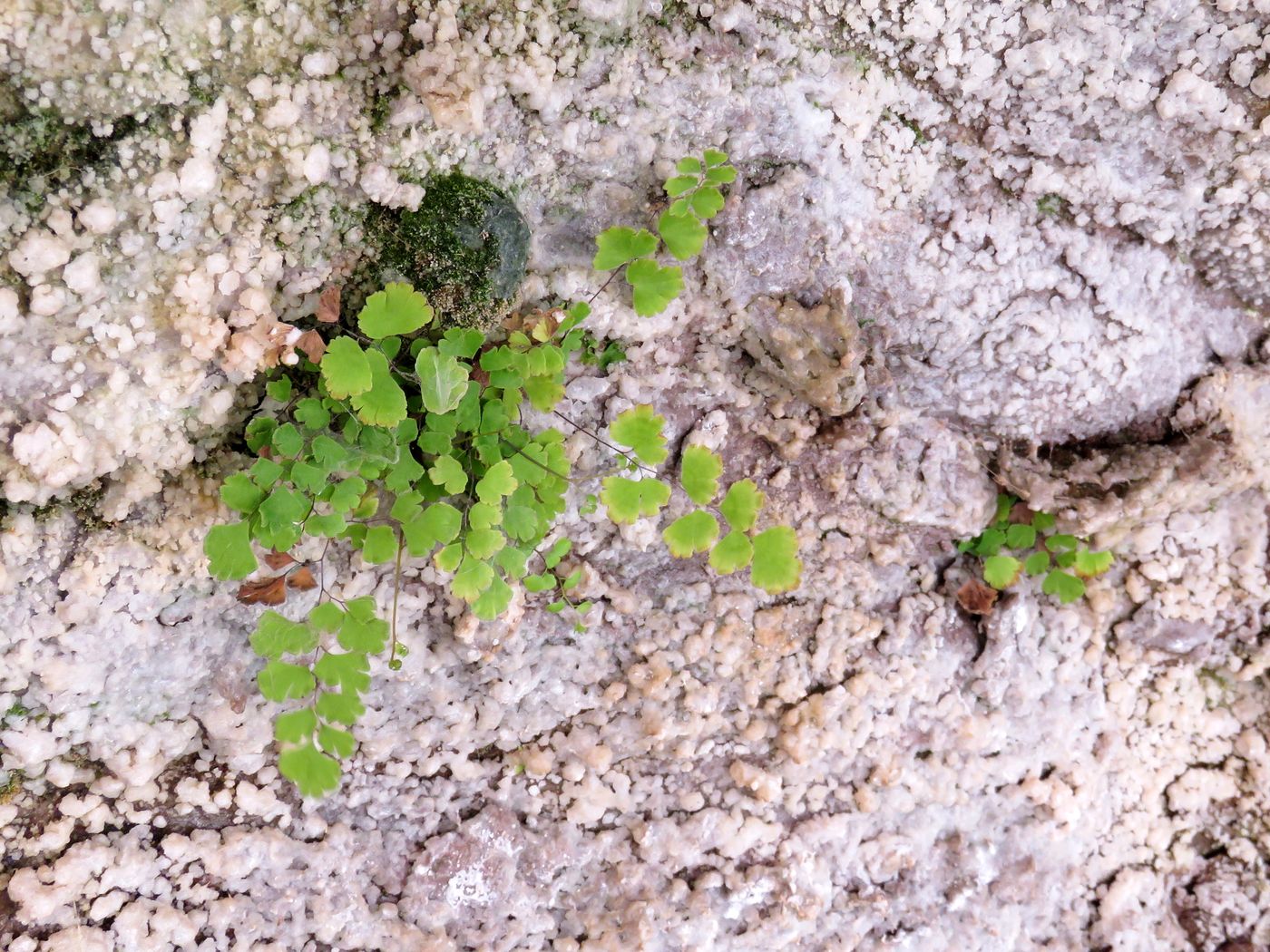 Image of Adiantum capillus-veneris specimen.