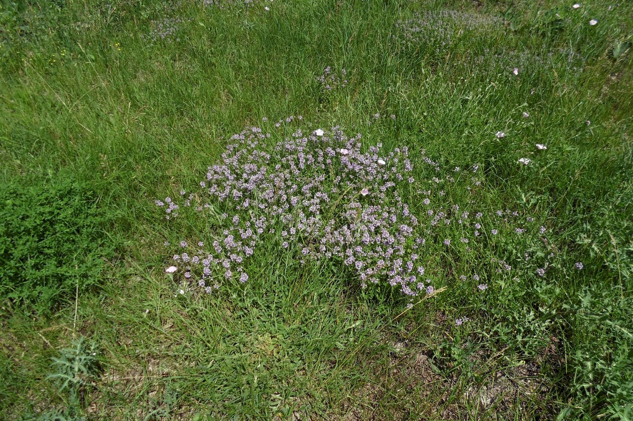 Изображение особи Thymus marschallianus.