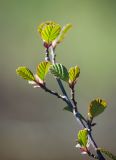 Alnus kolaensis. Ветвь с разворачивающимися листьями. Окр. г. Мурманска, смешанный лес, просека под ЛЭП. 13.06.2020.