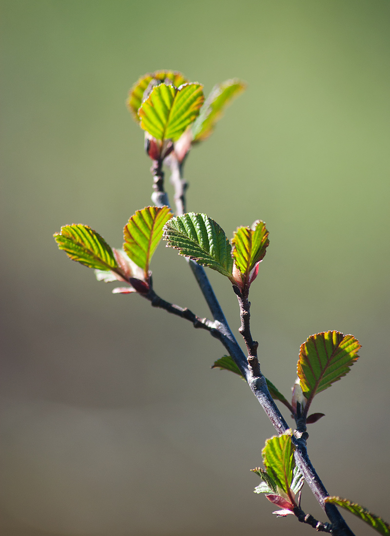 Изображение особи Alnus kolaensis.