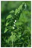 Polygonatum multiflorum. Цветущее растение. Республика Татарстан, Муслюмовский район, 18.05.2008.