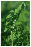 Polygonatum multiflorum