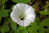 Calystegia silvatica