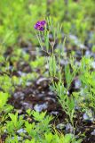 Lathyrus quinquenervius