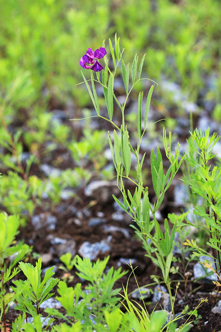 Изображение особи Lathyrus quinquenervius.