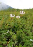 Lilium cernuum. Цветущее растение (околоцветник с бледно-лиловой окраской). Приморский край, Шкотовский р-н, хр. Большой Воробей, выс. 1212 м н.у.м., горная лужайка на южном каменистом склоне недалеко от вершины. 24.07.2020.