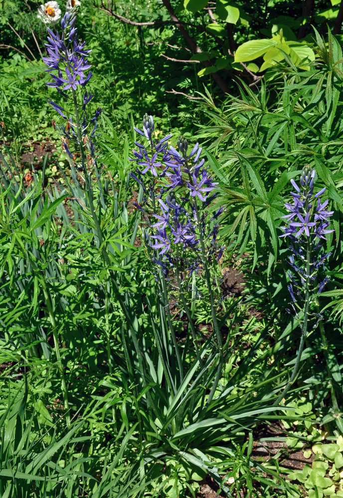 Image of genus Camassia specimen.