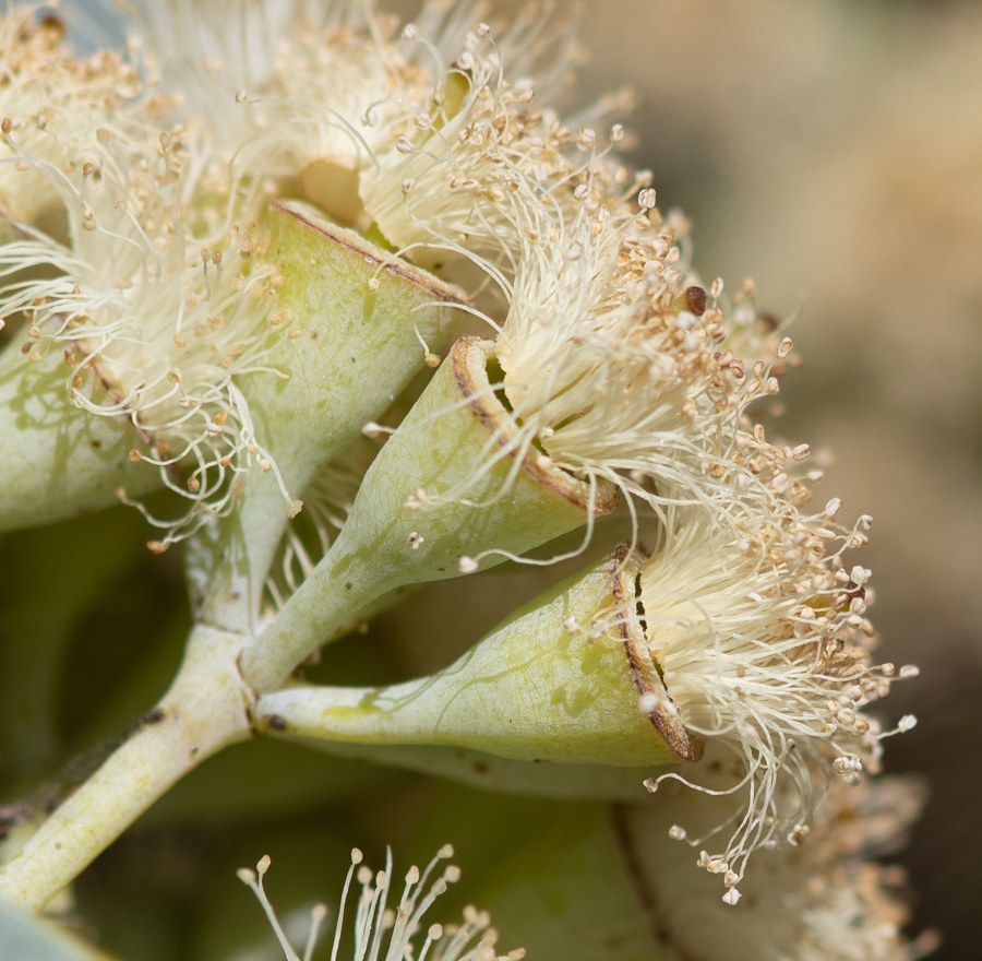 Image of Eucalyptus pruinosa specimen.
