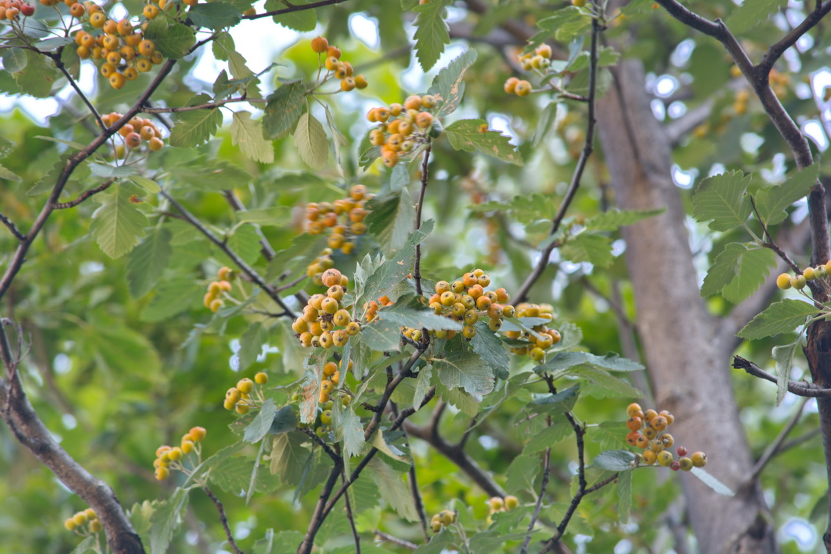 Изображение особи род Sorbus.