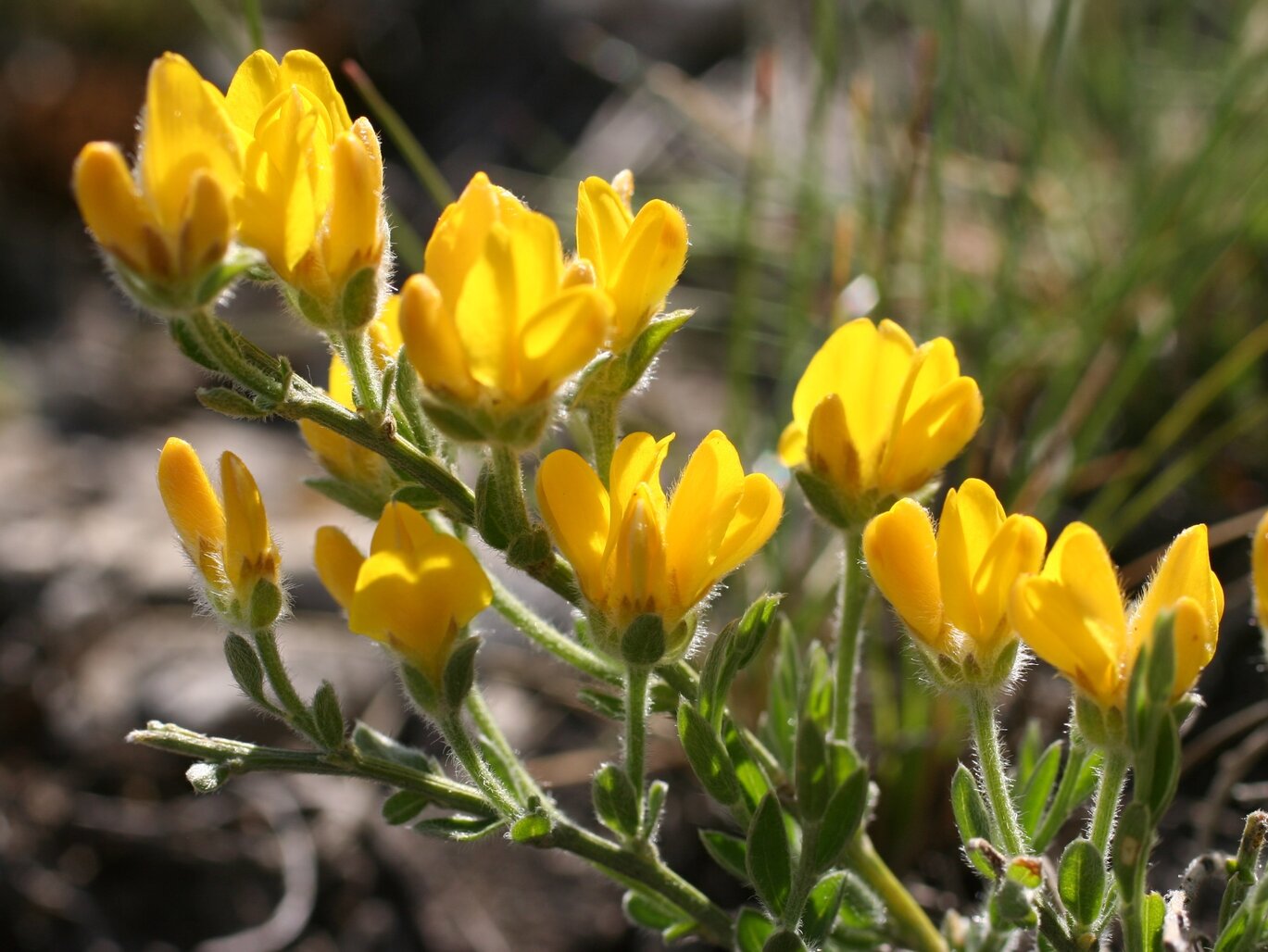 Image of Genista subcapitata specimen.