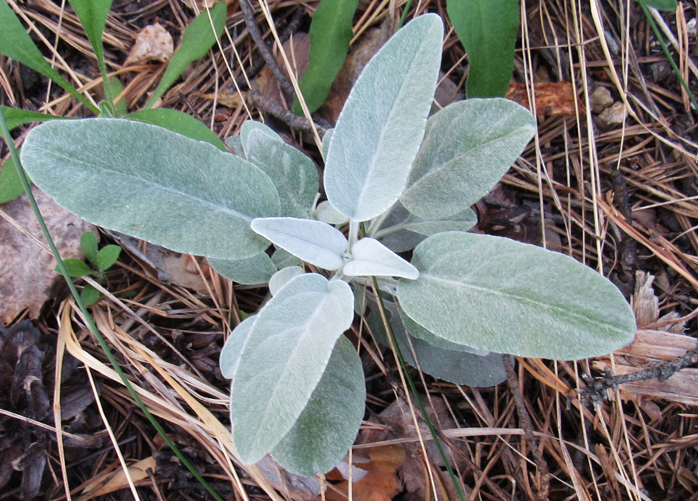 Image of Veronica incana specimen.