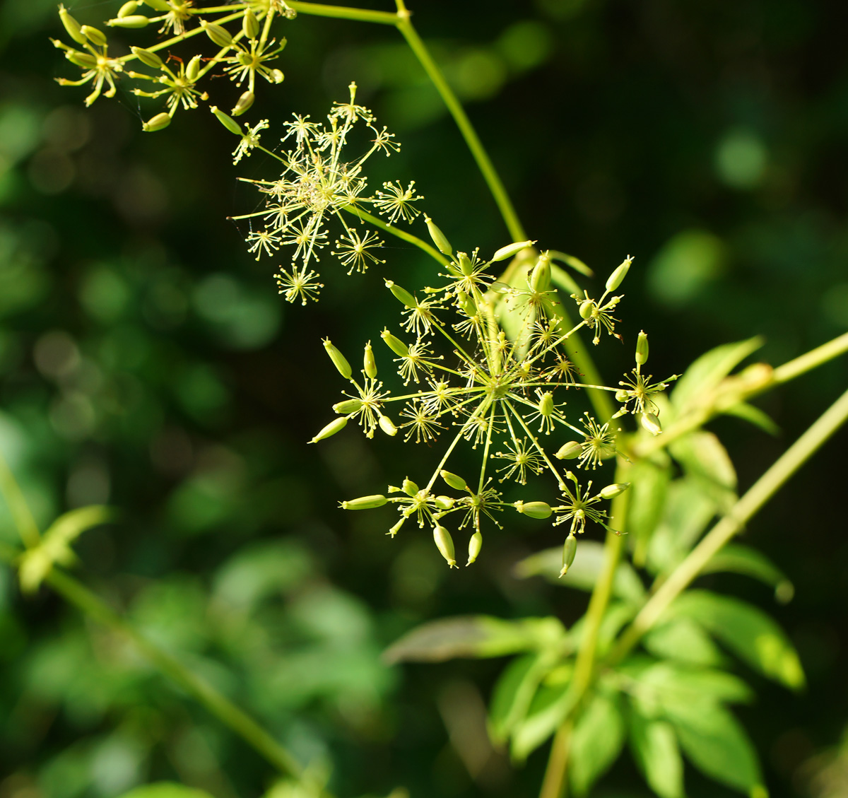 Изображение особи Chaerophyllum aromaticum.